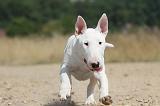 BULL TERRIER 070